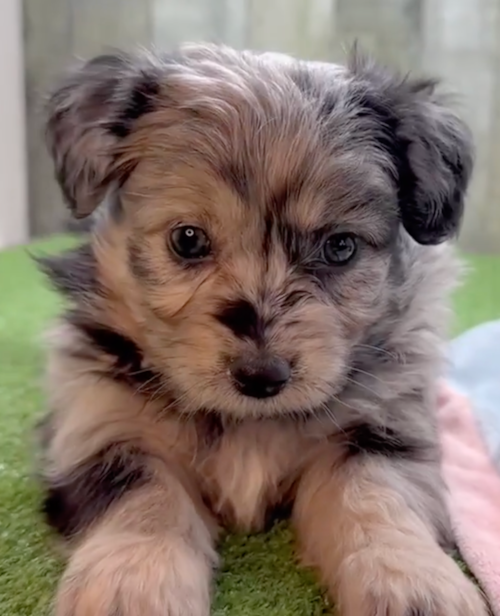 gray merle aussiechon looking at the camera